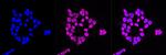 Adenosine Kinase Antibody in Immunocytochemistry (ICC/IF)