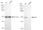 Adenosine Kinase Antibody