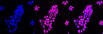 p27 Kip1 Antibody in Immunocytochemistry (ICC/IF)