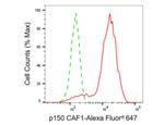 CAF1 p150 Antibody in Flow Cytometry (Flow)