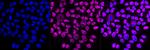 CAF1 p150 Antibody in Immunocytochemistry (ICC/IF)