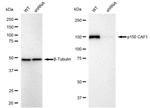 CAF1 p150 Antibody