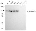 CAF1 p150 Antibody in Western Blot (WB)