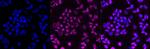 BMI-1 Antibody in Immunocytochemistry (ICC/IF)