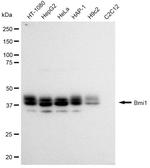 BMI-1 Antibody in Western Blot (WB)