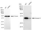 Annexin V Antibody