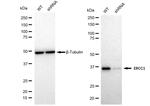 ERCC1 Antibody