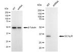 C1QBP Antibody