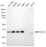 C1QBP Antibody in Western Blot (WB)