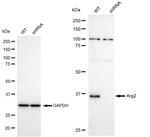 Arginase 2 Antibody