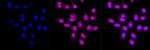 CRK Antibody in Immunocytochemistry (ICC/IF)