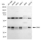 CRK Antibody in Western Blot (WB)