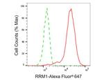 RRM1 Antibody in Flow Cytometry (Flow)