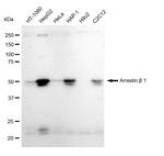 beta Arrestin 1 Antibody in Western Blot (WB)