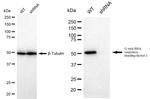 GRSF1 Antibody