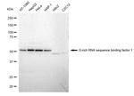 GRSF1 Antibody in Western Blot (WB)