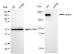 TSC2 Antibody