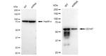 CD147 Antibody