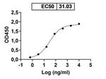 MMP13 Antibody in ELISA (ELISA)