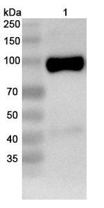 NMDAR1 Antibody in Western Blot (WB)