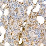 IL-15 Antibody in Immunohistochemistry (Paraffin) (IHC (P))