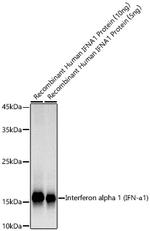 IFN alpha Antibody in Western Blot (WB)