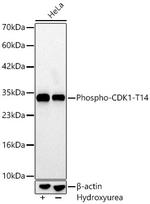 Phospho-CDK1 (Thr14) Antibody in Western Blot (WB)