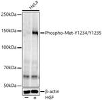 Phospho-c-Met (Tyr1234, Tyr1235) Antibody in Western Blot (WB)