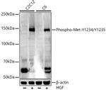 Phospho-c-Met (Tyr1234, Tyr1235) Antibody in Western Blot (WB)