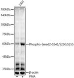 Phospho-SMAD2 (Ser245, Ser250, Ser255) Antibody in Western Blot (WB)