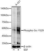 Phospho-SRC (Tyr529) Antibody in Western Blot (WB)