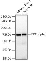 PKC alpha Antibody in Western Blot (WB)