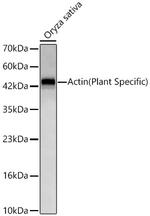 Actin Antibody in Western Blot (WB)