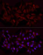 Beclin 1 Antibody in Immunocytochemistry (ICC/IF)