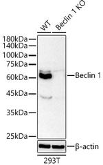 Beclin 1 Antibody in Western Blot (WB)