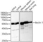 Beclin 1 Antibody in Western Blot (WB)