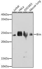 Bim Antibody in Western Blot (WB)