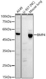 BMP4 Antibody in Western Blot (WB)