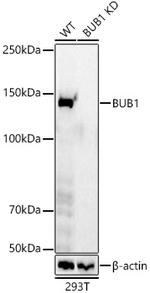 Bub1 Antibody in Western Blot (WB)