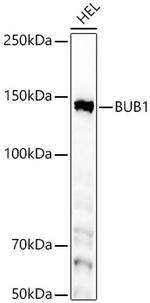 Bub1 Antibody in Western Blot (WB)