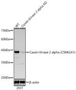 CK2 alpha-1 Antibody in Western Blot (WB)