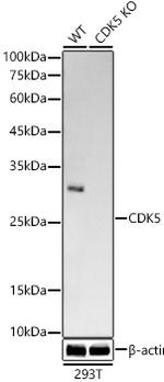 CDK5 Antibody in Western Blot (WB)