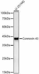 Connexin 43 Antibody in Western Blot (WB)