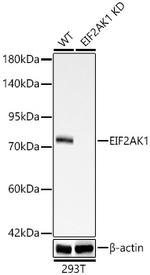 HRI Antibody in Western Blot (WB)