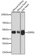 ESRRG Antibody in Western Blot (WB)