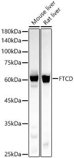 Golgi protein 58k Antibody in Western Blot (WB)