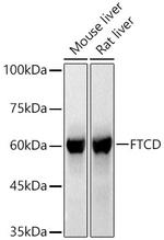 Golgi protein 58k Antibody in Western Blot (WB)