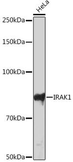 IRAK1 Antibody in Western Blot (WB)