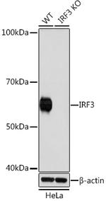 IRF3 Antibody in Western Blot (WB)