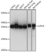 LDHA Antibody in Western Blot (WB)